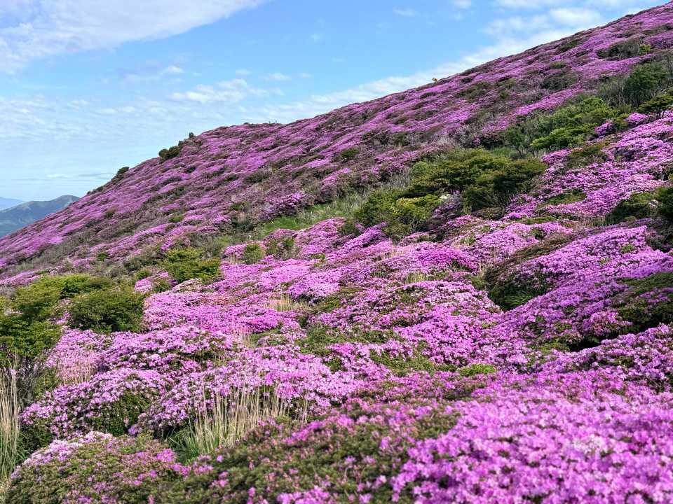 平治岳 山頂手前 ミヤマキリシマの絨毯 天空のお花畑