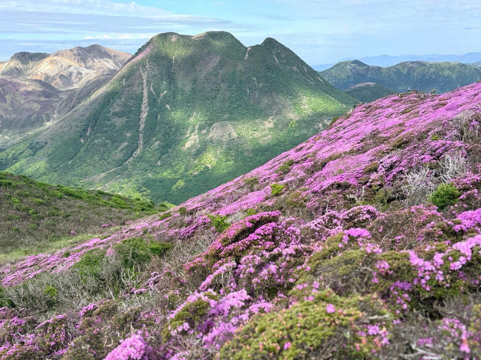平治岳 ミヤマキリシマ 三俣山 コラボ