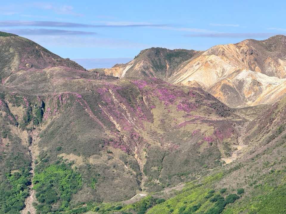 平治岳 ミヤマキリシマ 立中山 ピンクの斜面