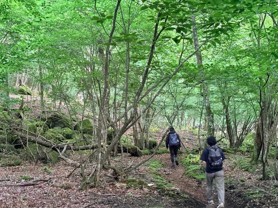 平治岳 男池 黒岳 落葉樹の原生林 新緑