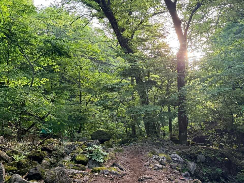 男池 黒岳 原生林 朝陽 木漏れ日