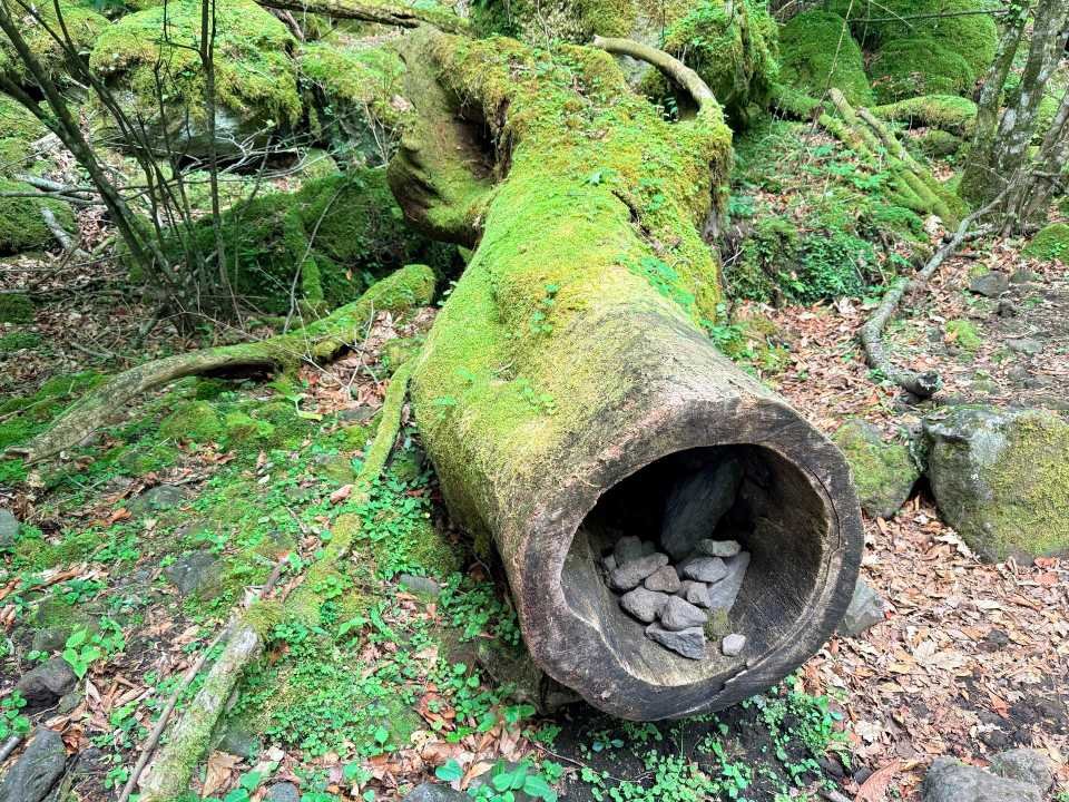 男池 黒岳 原生林 空洞の木 石を詰める