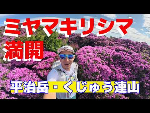 【ミヤマキリシマ】ピンクに染まるくじゅう連山が美しすぎた!平治岳・男池ルート