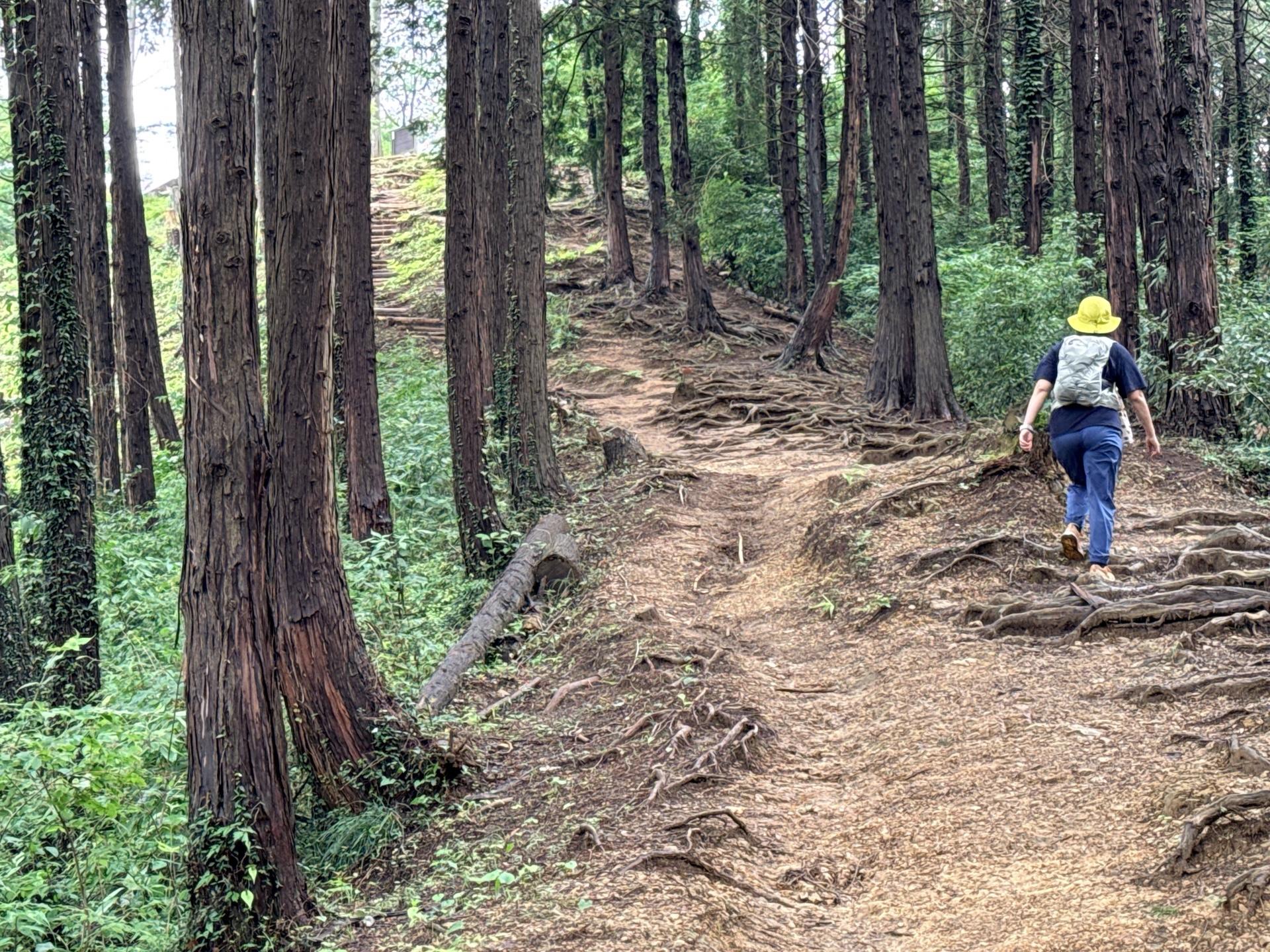 南高尾セブンサミッツ おっ、ここに出たということはもう少しで草戸山だね この辺りの足元はご覧の通り土と