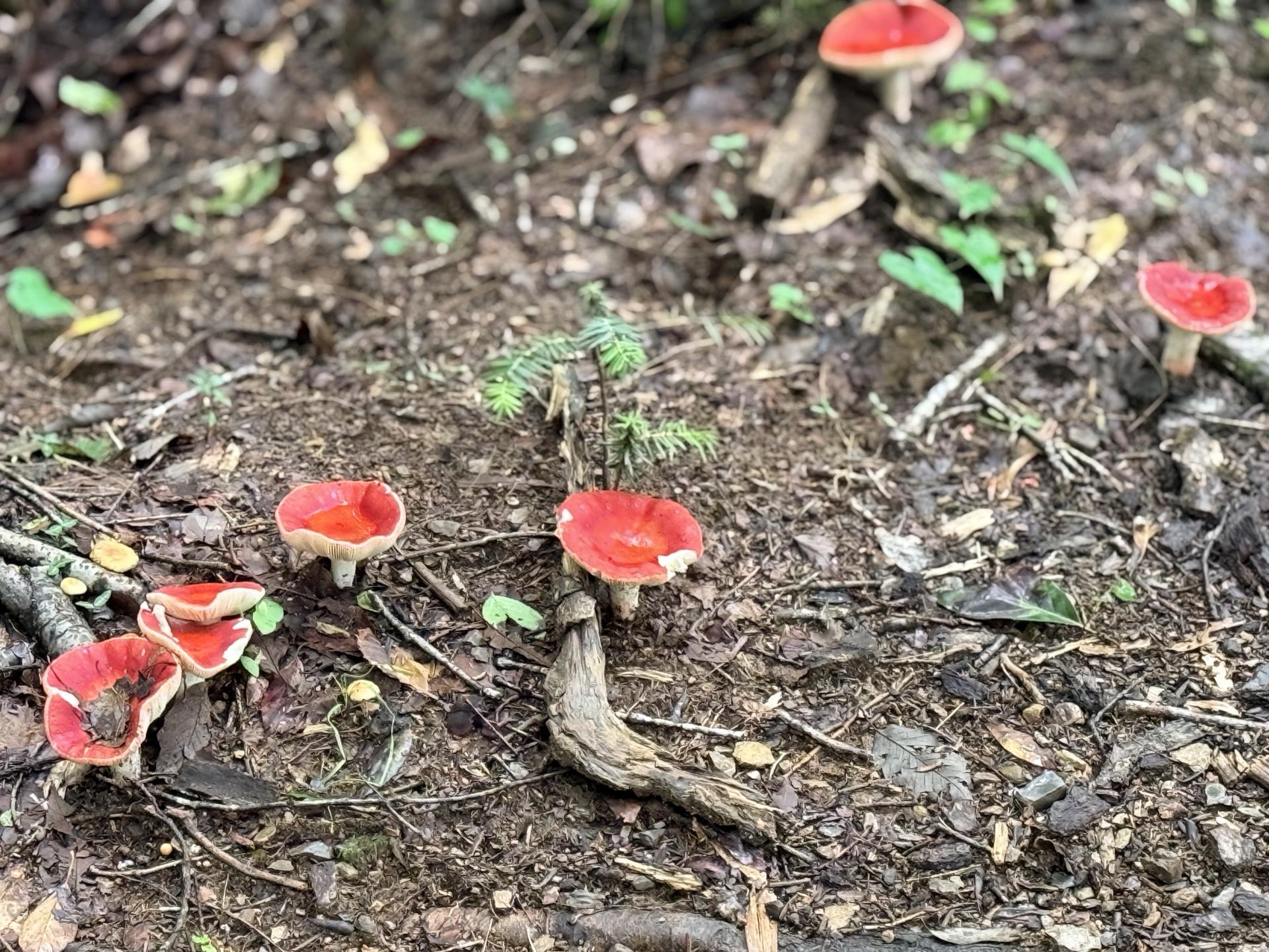 南高尾 色があやしいキノコも…観察は目だけで！