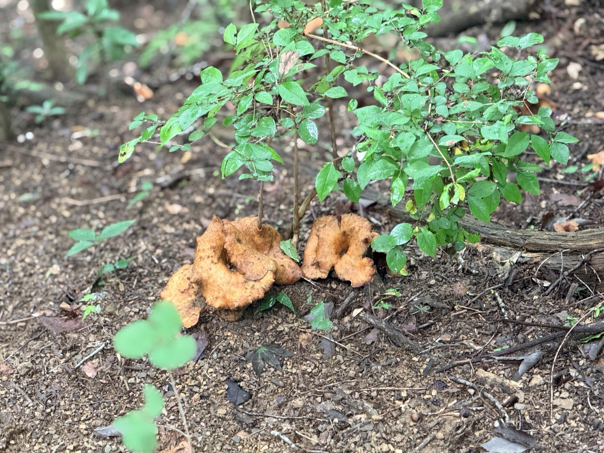 南高尾セブンサミッツ こちらにも茶色のキノコ かなり大きいので30cmほどの大きさ