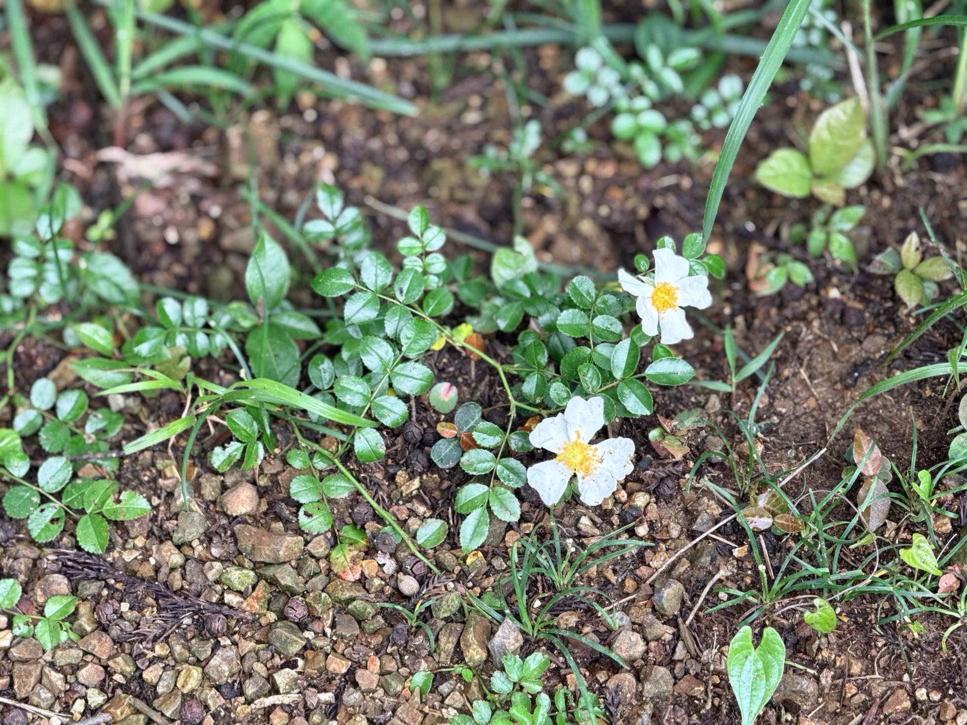 南高尾 これは何というお花？山野草の同定は難しい