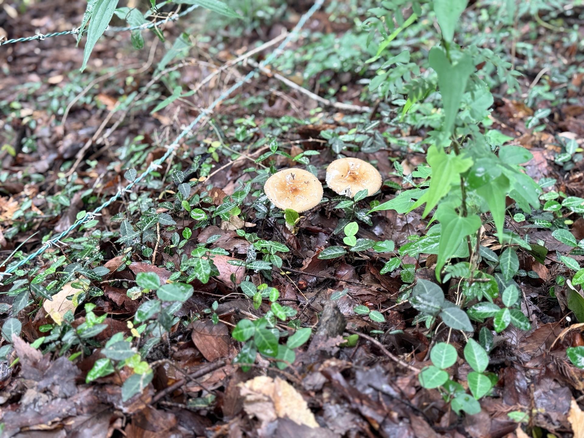 南高尾 仲良く並んだキノコ🍄🍄