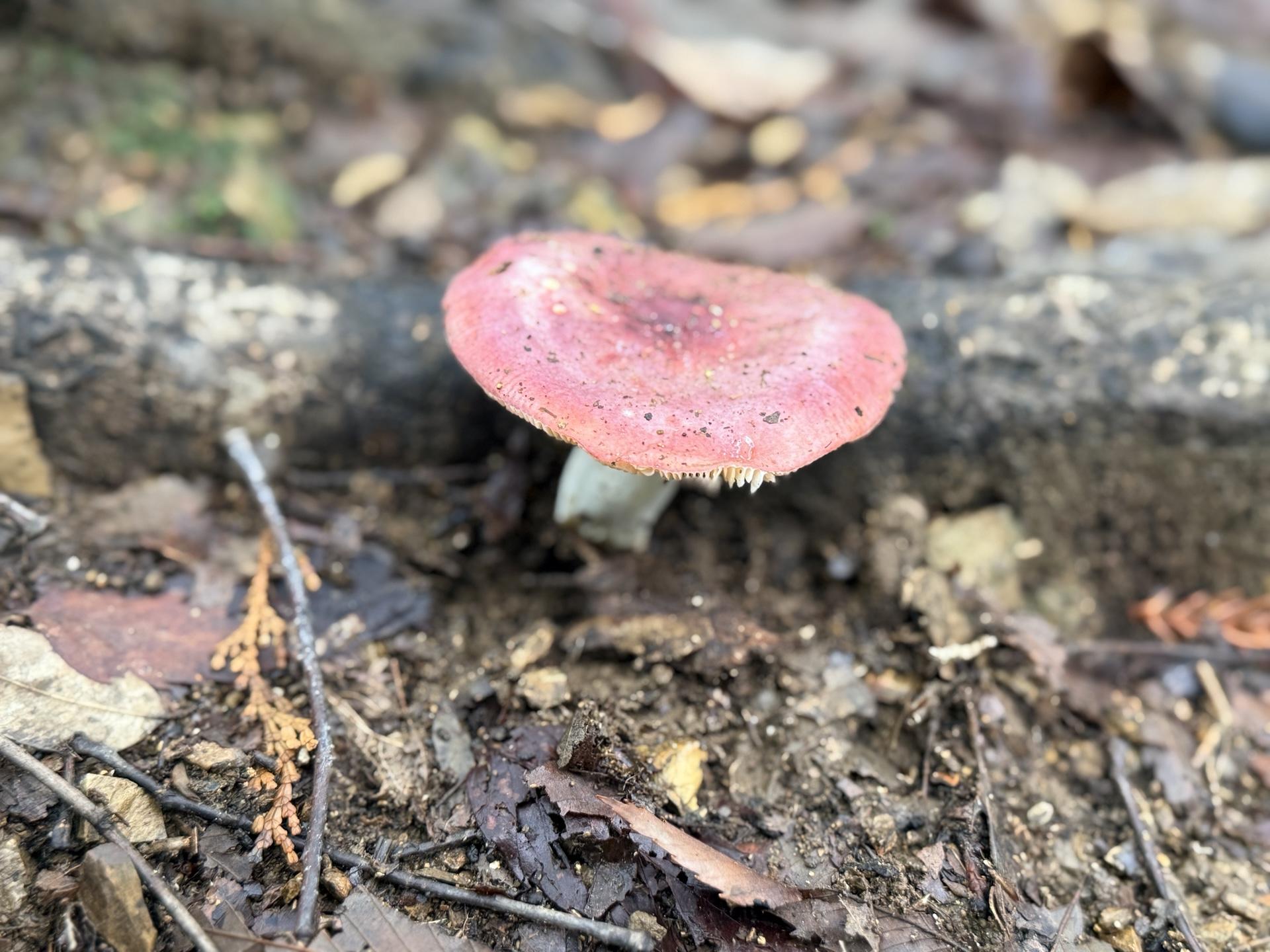 南高尾 あちこちにキノコ🍄