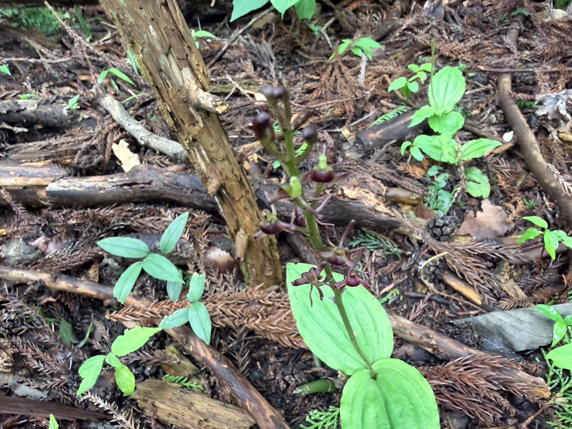 南高尾 とても珍しい山野草だと教えていただきまし