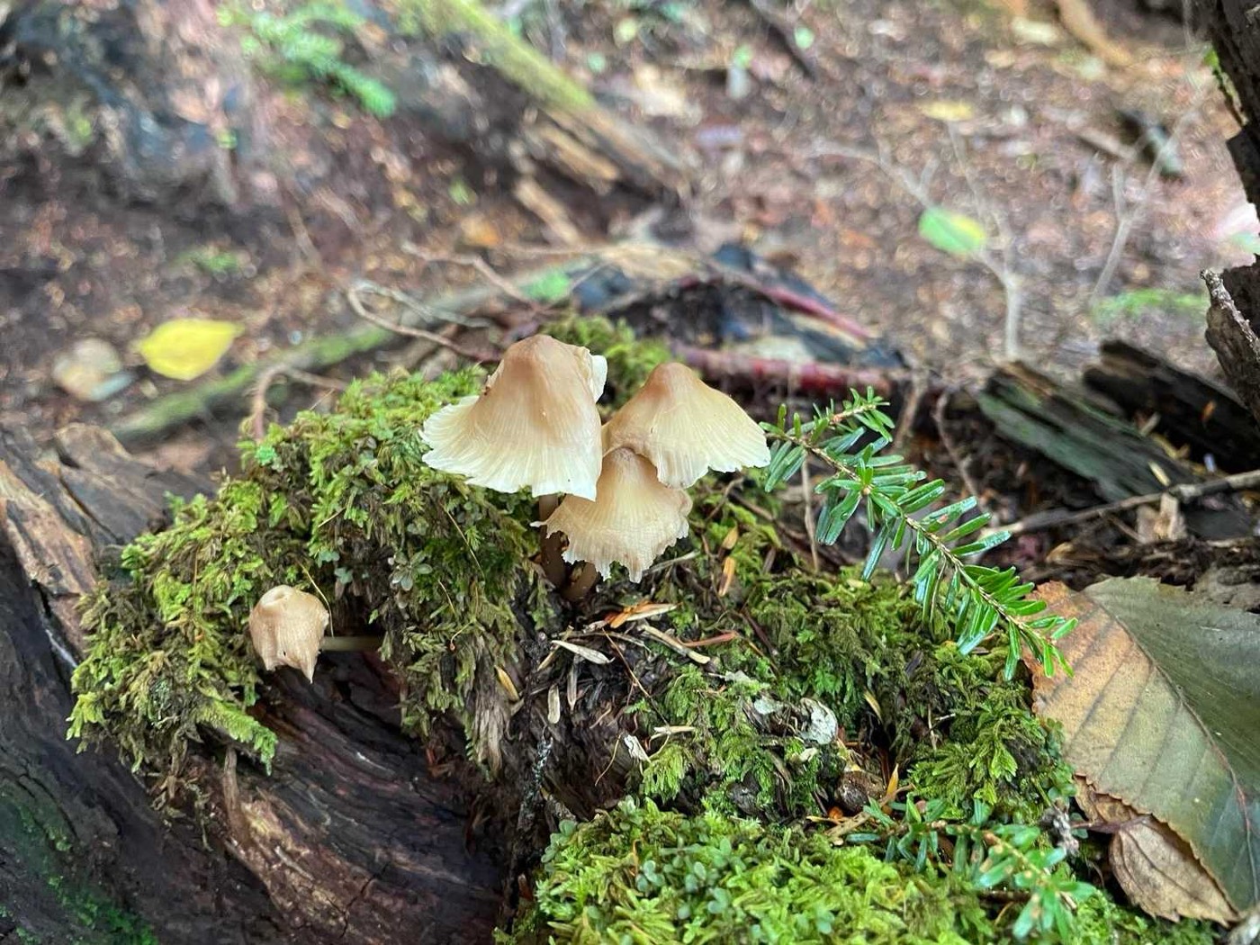 北岳 キノコ