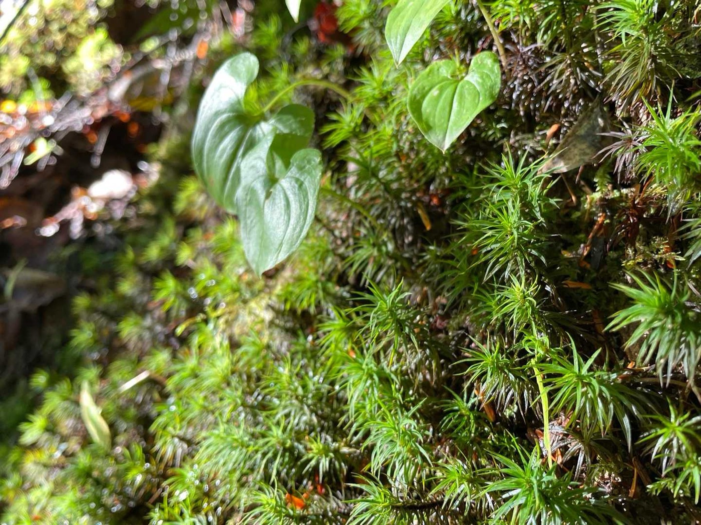 北岳 白根御池 南アルプスらしい、しっとりとした苔の森