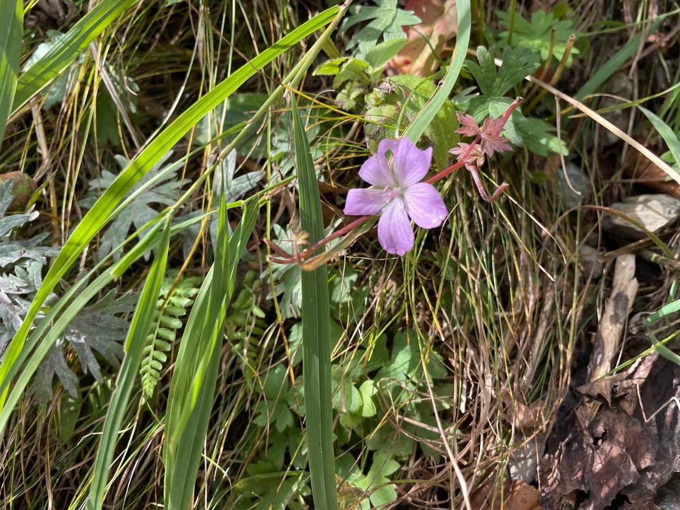 北岳 ハクサンフウロ