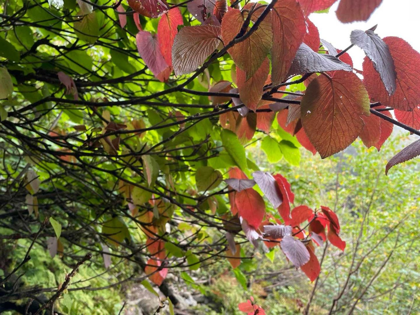 北岳 標高を下げるにつれ、紅葉が始まっていました
