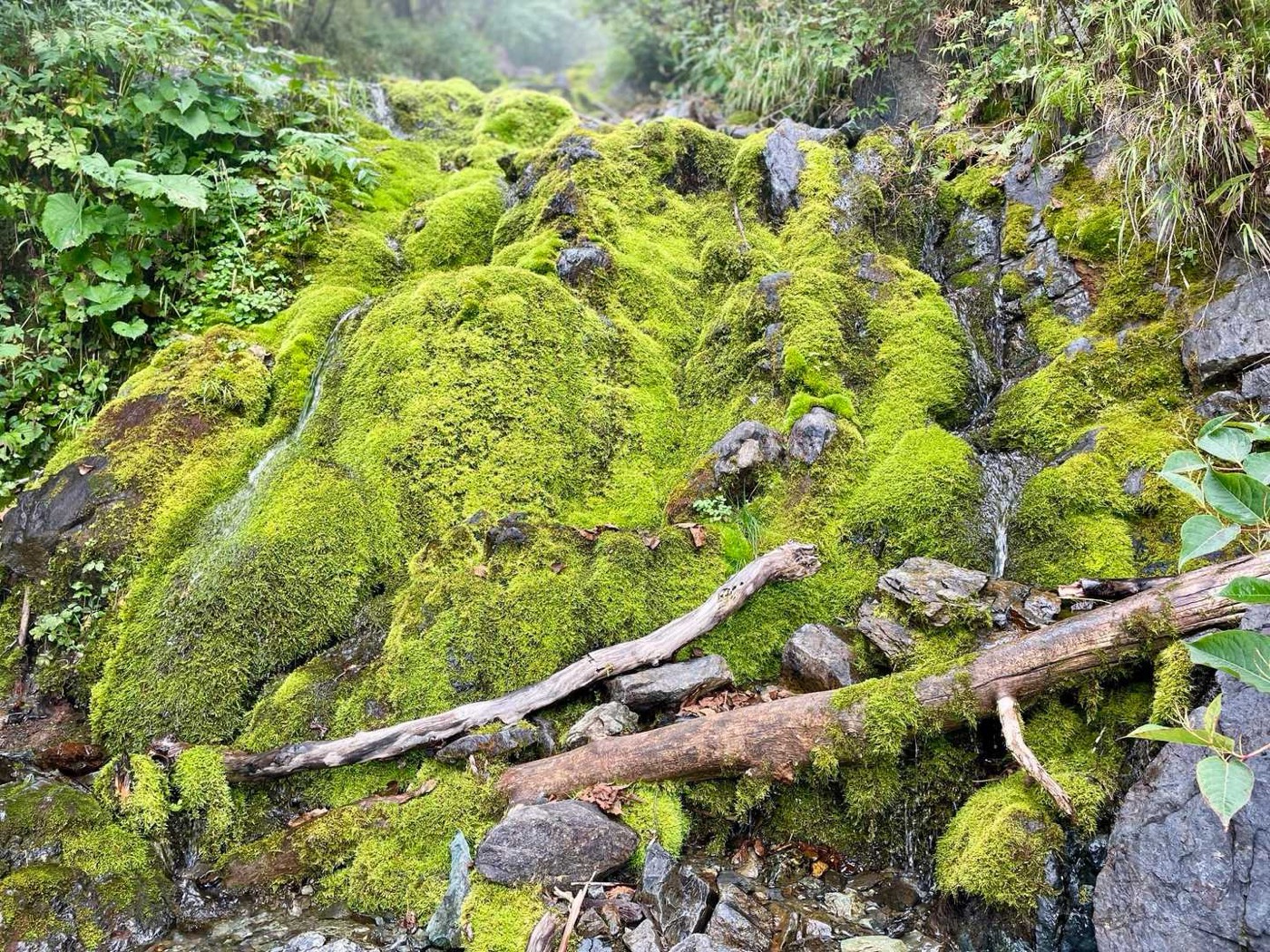 北岳 苔