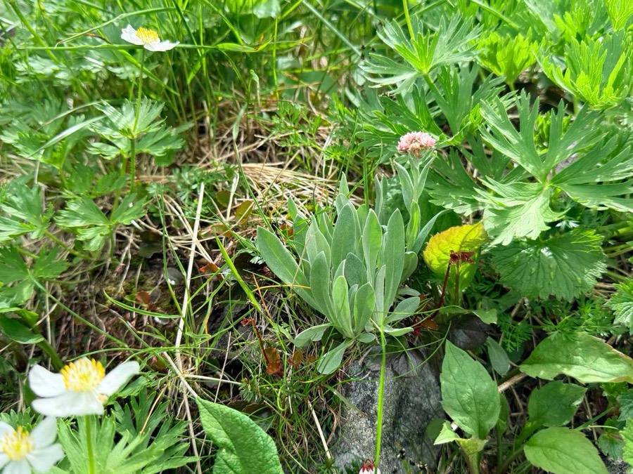 タカネヤハズハハコ