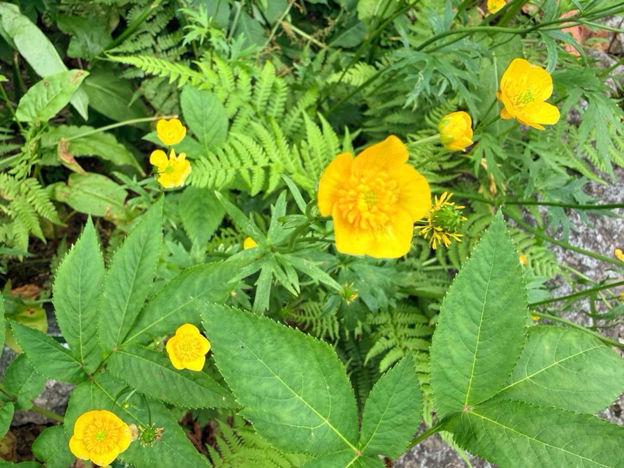 ミヤマキンポウゲ