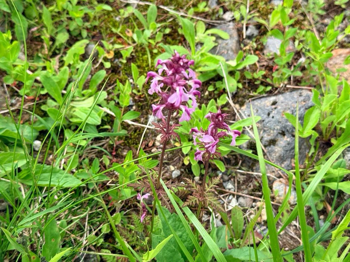 立山 雄山 高山植物 ヨツバシオガマ 2026年7月24日撮影