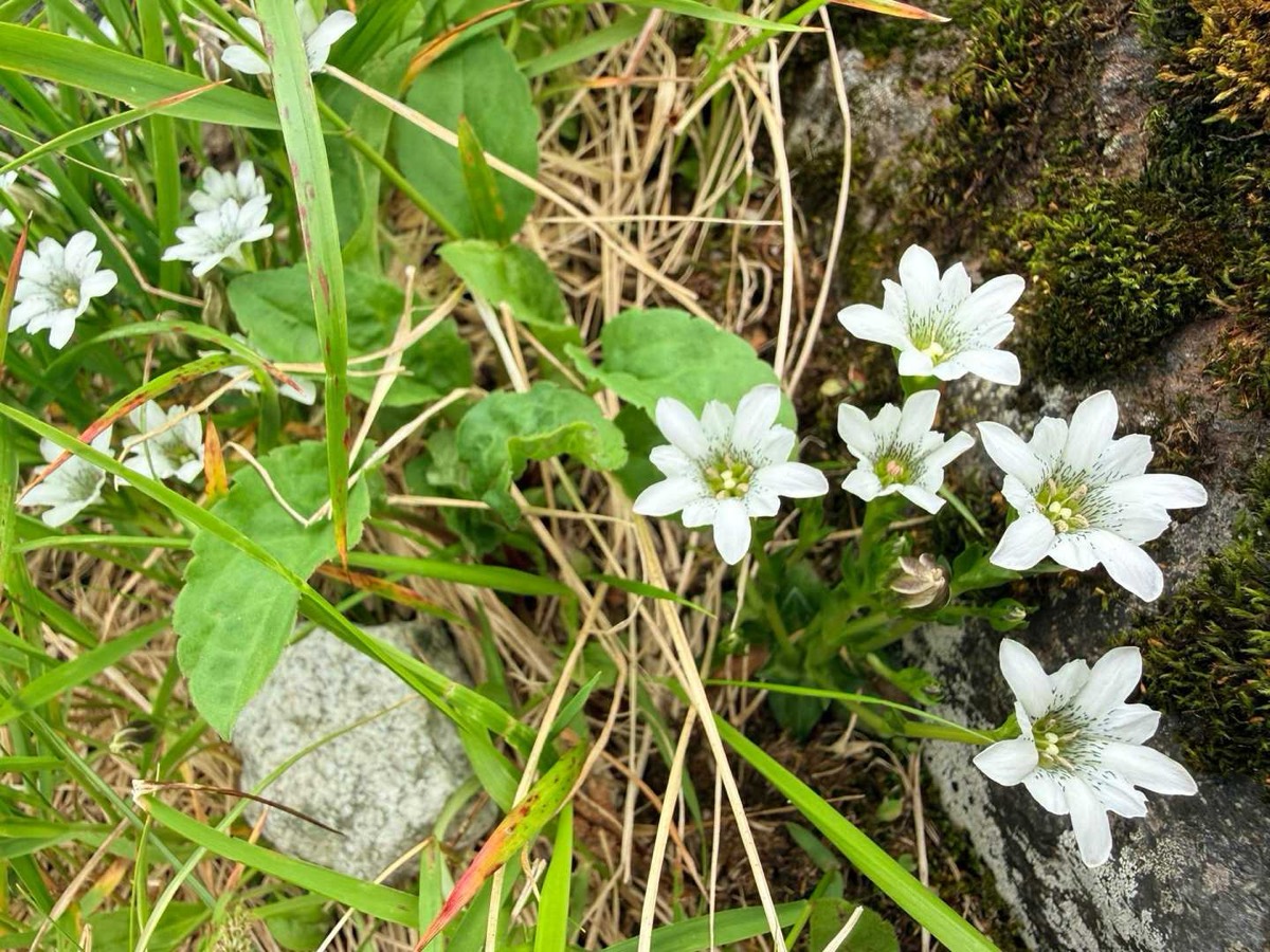 立山 雄山 高山植物 タテヤマリンドウ 2026年7月24日撮影