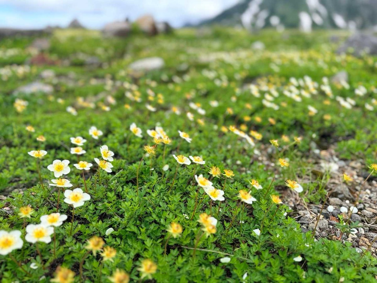 立山 雄山 高山植物 チングルマ 2026年7月24日撮影