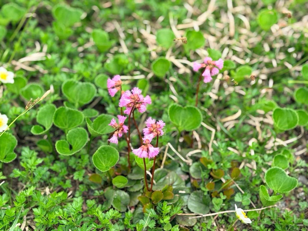 立山 雄山 高山植物 イワカガミ 2026年7月24日撮影