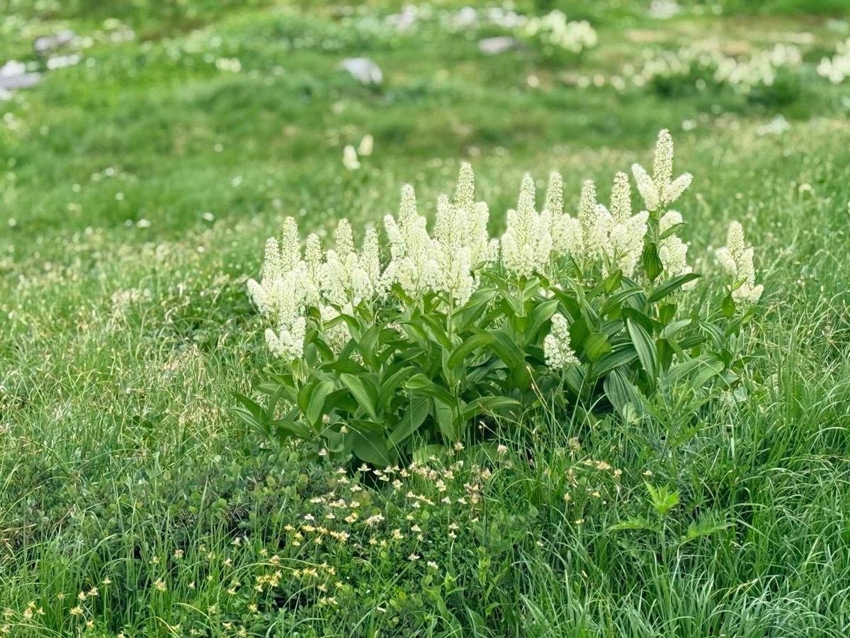 立山 雄山 高山植物 コバイケイソウ 2026年7月24日撮影