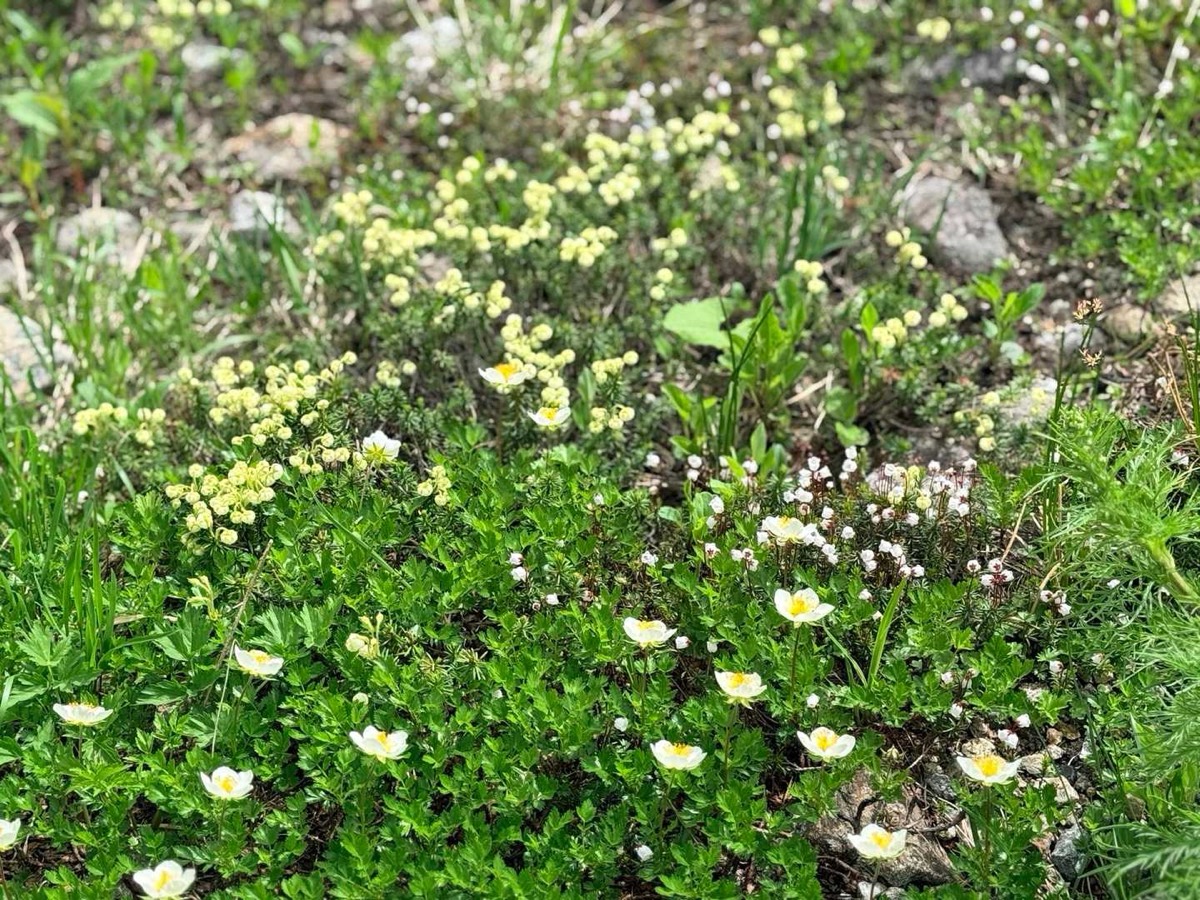 立山 雄山 高山植物 アオノツガザクラとツガザクラ 2026年7月24日撮影