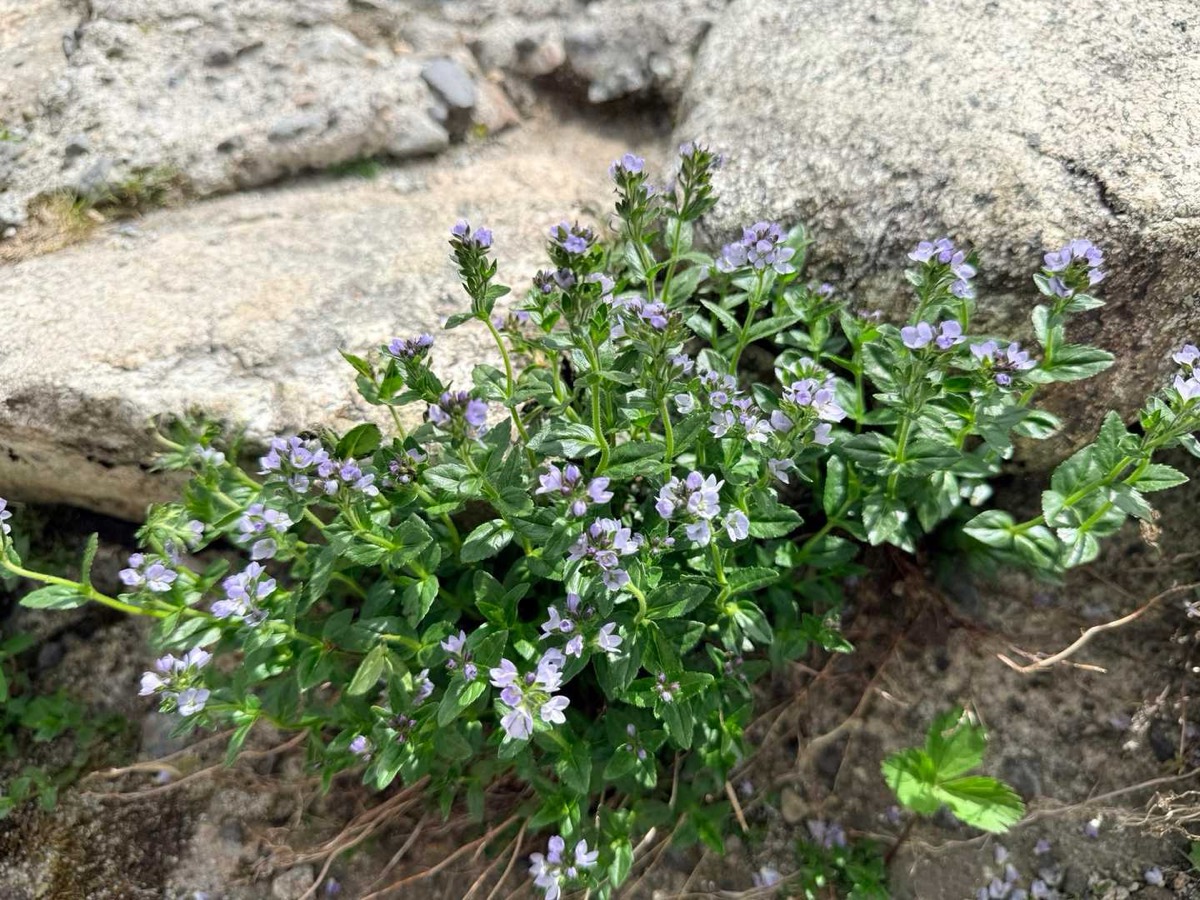 立山 雄山 高山植物 ヒメクワガタ 2026年7月24日撮影
