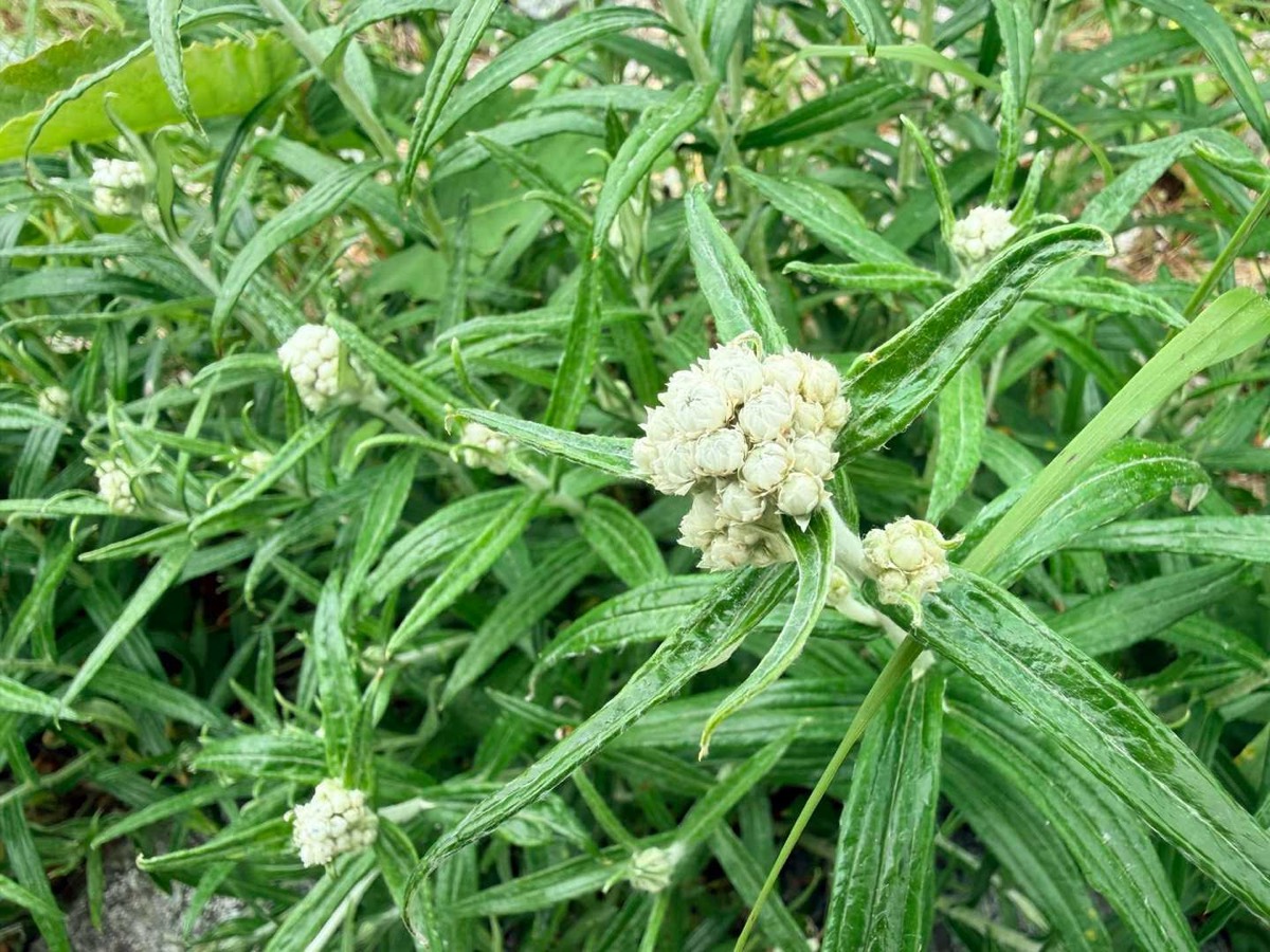 立山 雄山 高山植物 ヤマハハコ 2026年7月24日撮影