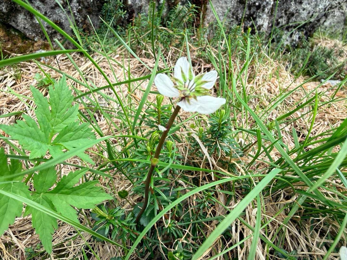 立山 雄山 高山植物 バイカオウレン 2026年7月24日撮影