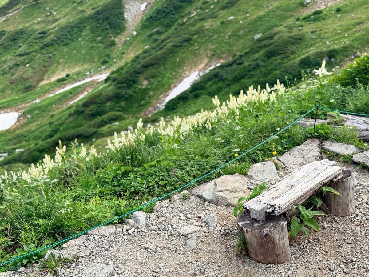 立山 雄山 室堂 一ノ越登山道 コバイケイソウの群生 2026年7月24日撮影