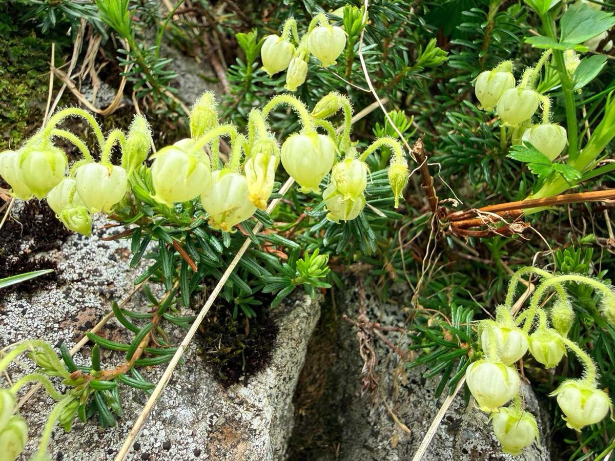 立山 雄山 高山植物 アオノツガザクラ 2026年7月24日撮影