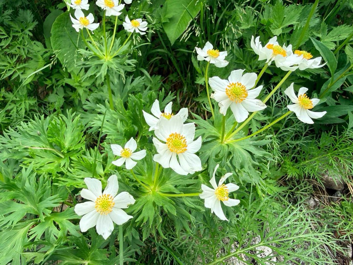 立山 雄山 高山植物 ハクサンイチゲ 2026年7月24日撮影