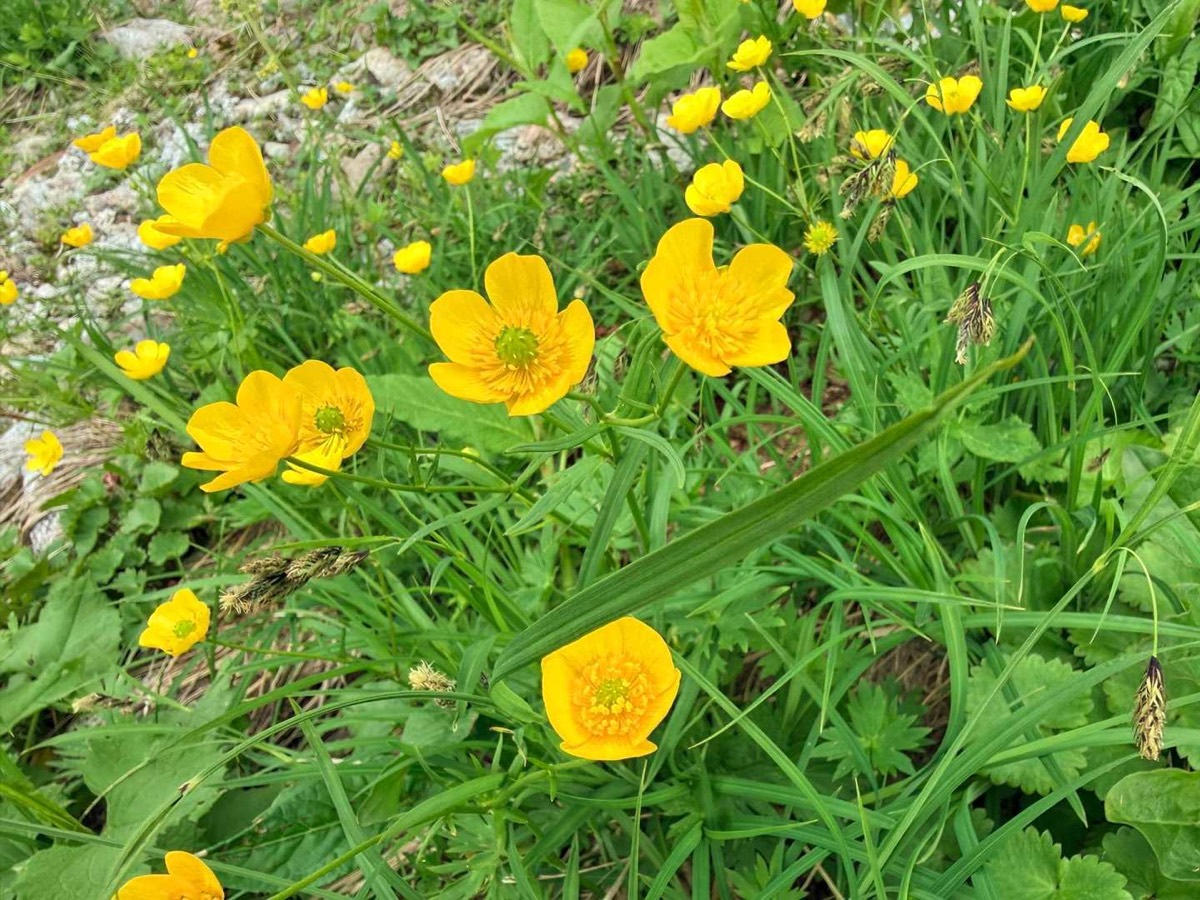 立山 雄山 高山植物 ミヤマキンポウゲ 2026年7月24日撮影