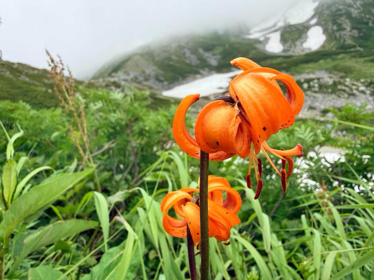 立山 雄山 高山植物 クルマユリ 2026年7月24日撮影