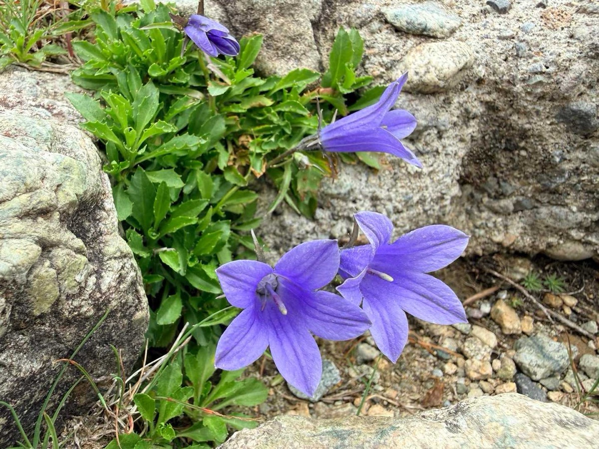 立山 雄山 高山植物 イワギキョウ 2026年7月24日撮影