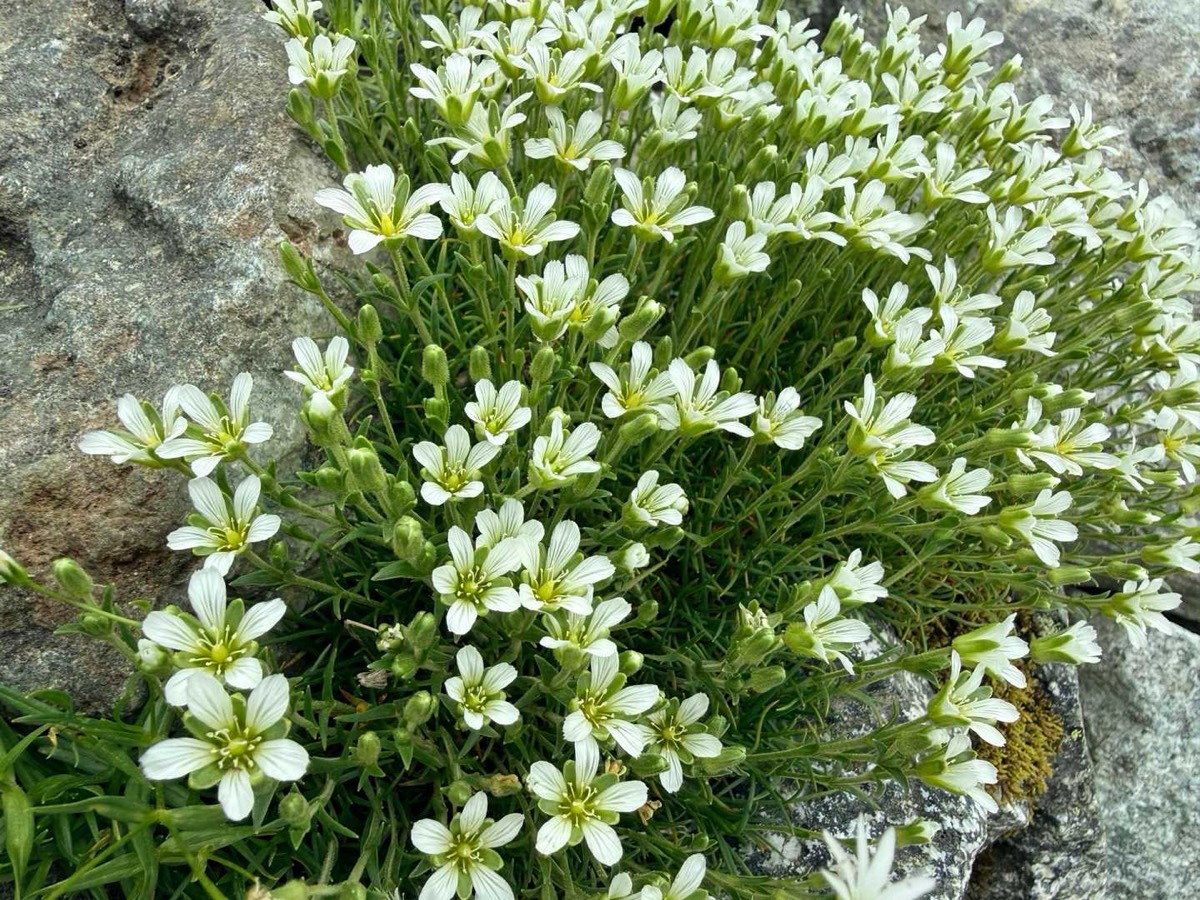 立山 雄山 高山植物 タカネツメクサ 2026年7月24日撮影