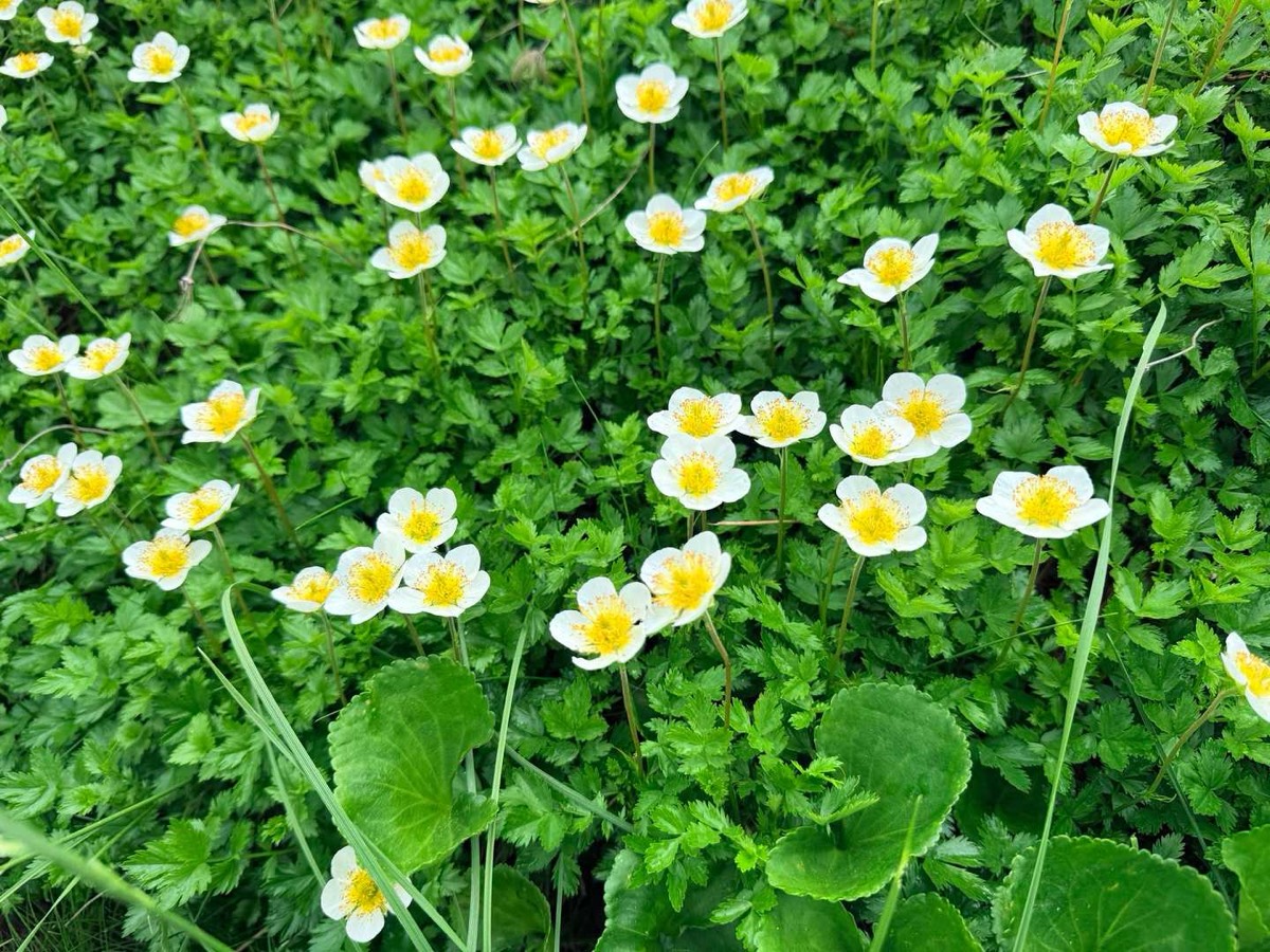 室堂 雷鳥沢キャンプ場 チングルマ 2026年7月25日09:42