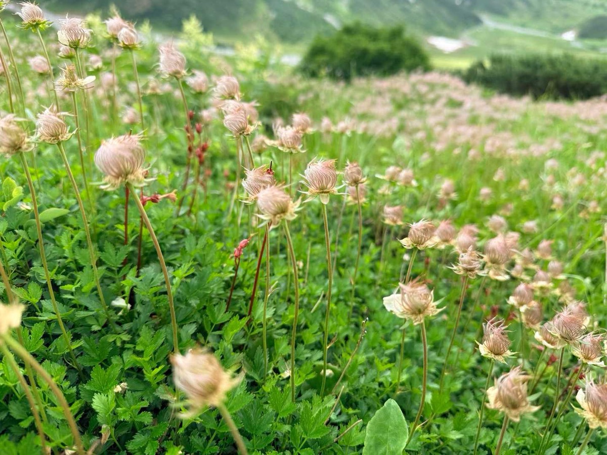 立山 雷鳥坂 チングルマの果穂 2026年7月25日10:02