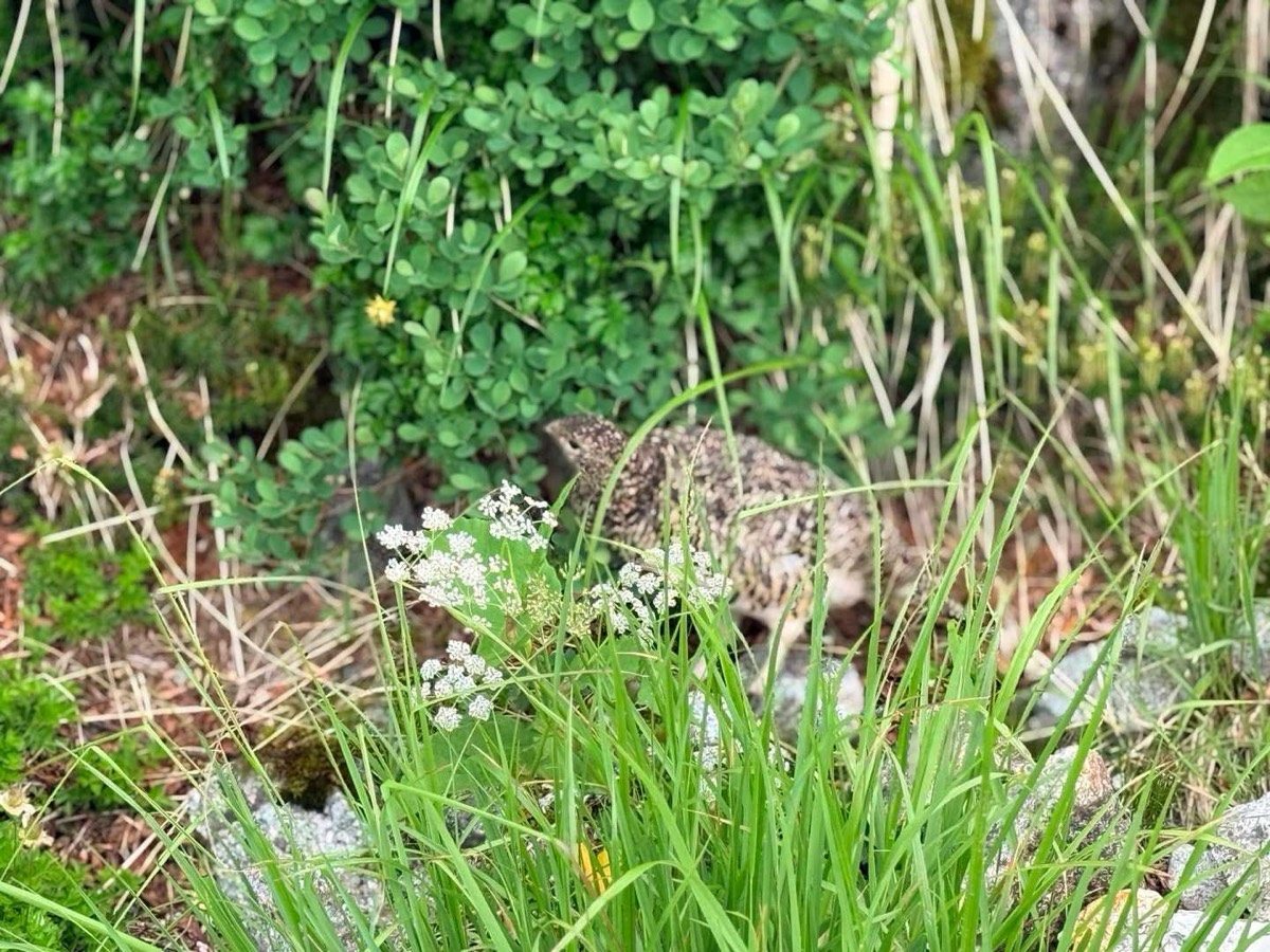 立山 雷鳥坂 食事中のライチョウに遭遇 2026年7月25日10:39