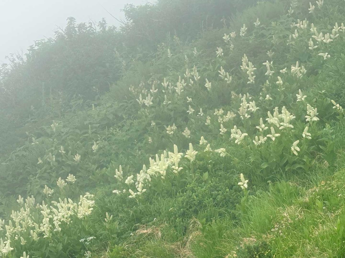 立山 雷鳥坂 コバイケイソウの群生 2026年7月25日10:52