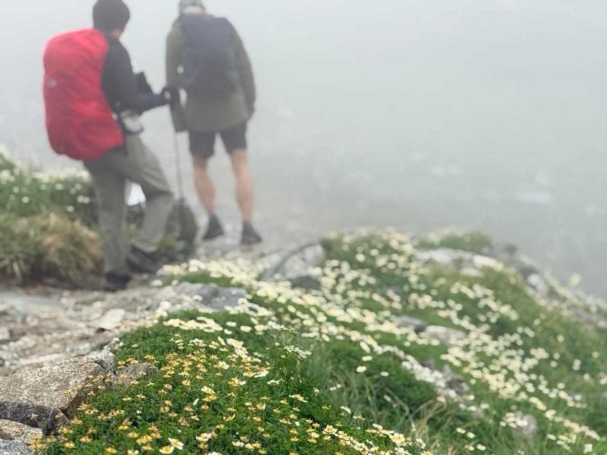 剱沢 剱御前小舎〜剣山荘 一面のチングルマ。ガスの中でも足元は華やか 2026年7月25日12:02