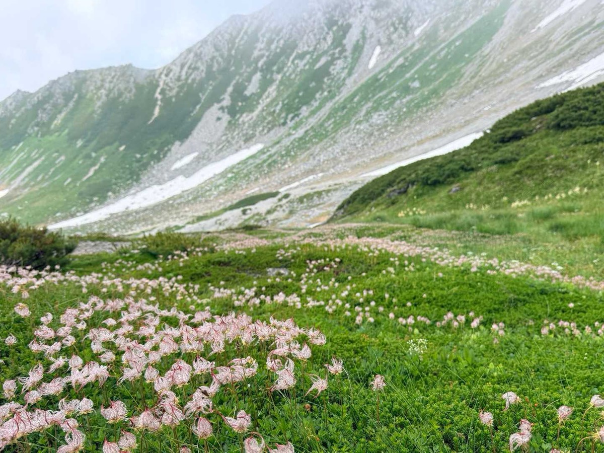剱沢 剱御前小舎〜剣山荘 斜面を埋めるチングルマの果穂 2026年7月25日12:08