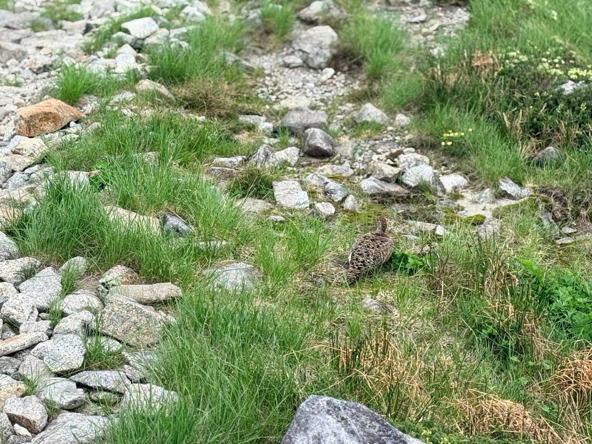 剱沢 剱御前小舎〜剣山荘 またしてもライチョウ 2026年7月25日12:10