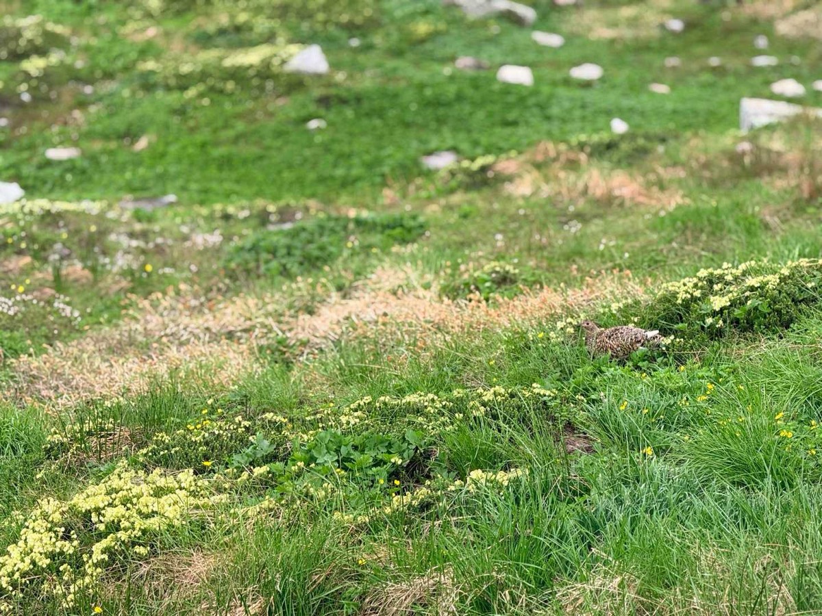 剱沢 剱御前小舎〜剣山荘 近くには雛の姿もありました 2026年7月25日12:13