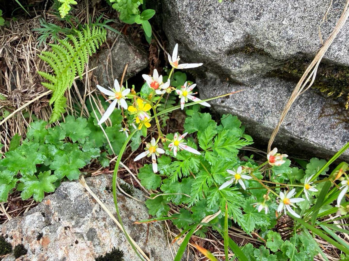 剱沢 剱御前小舎〜剣山荘 ミヤマダイモンジソウ 2026年7月25日12:48