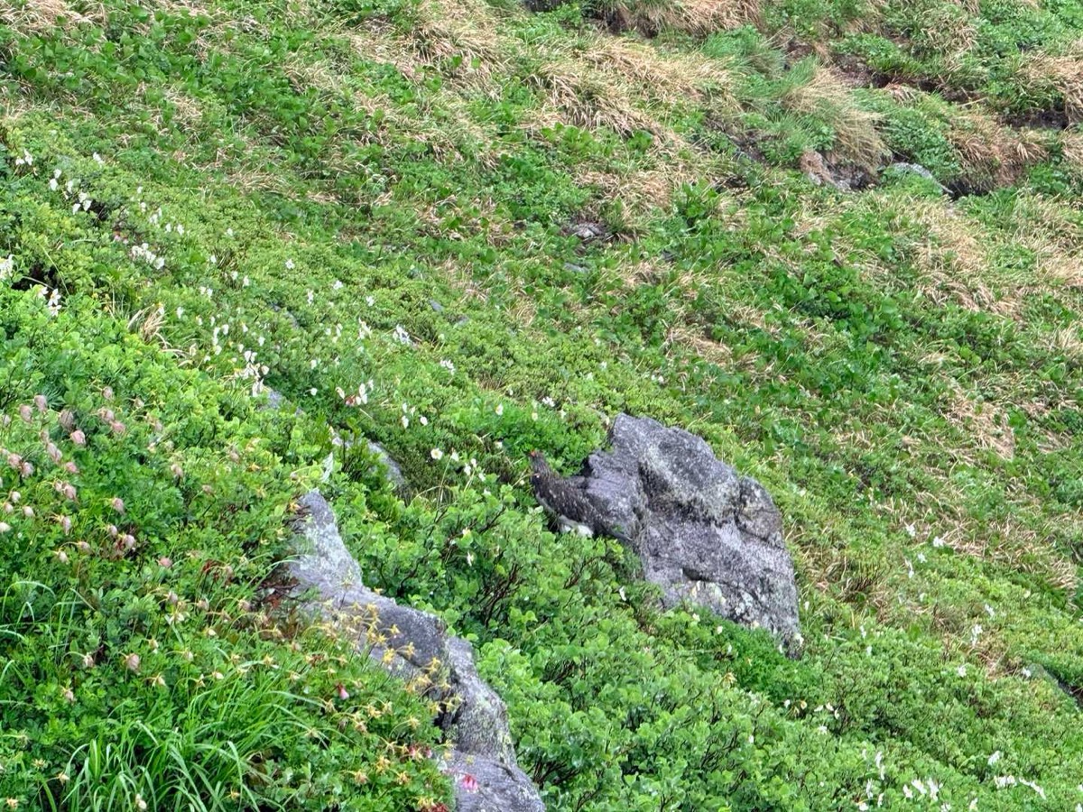 立山 雷鳥坂 こんな天気でもライチョウに会えました 2026年7月26日11:25
