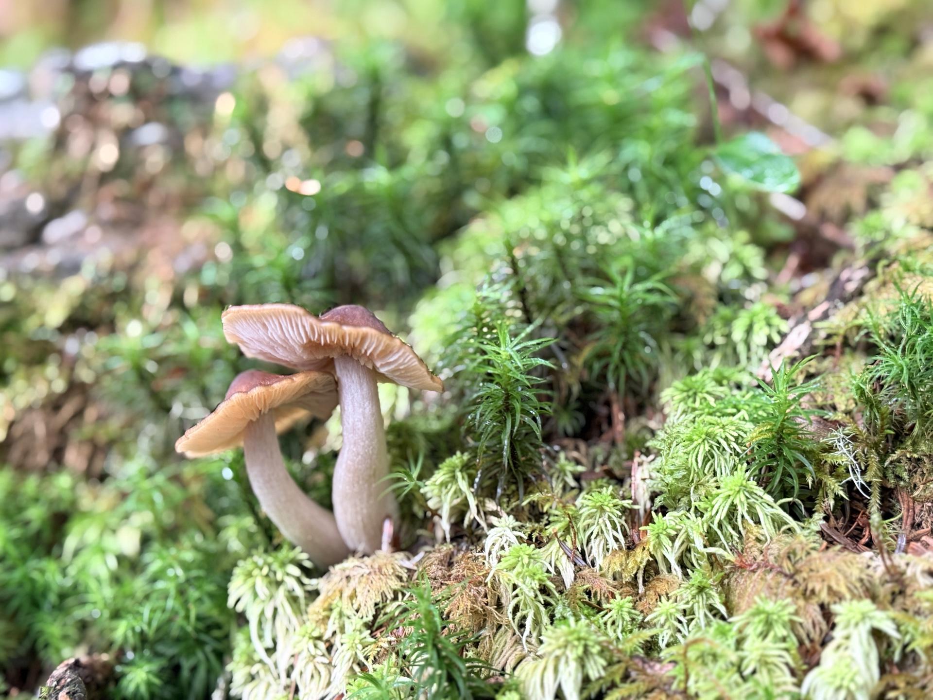 美味しそうなキノコ 仲良しだね きのちゃんみたいだ🍄