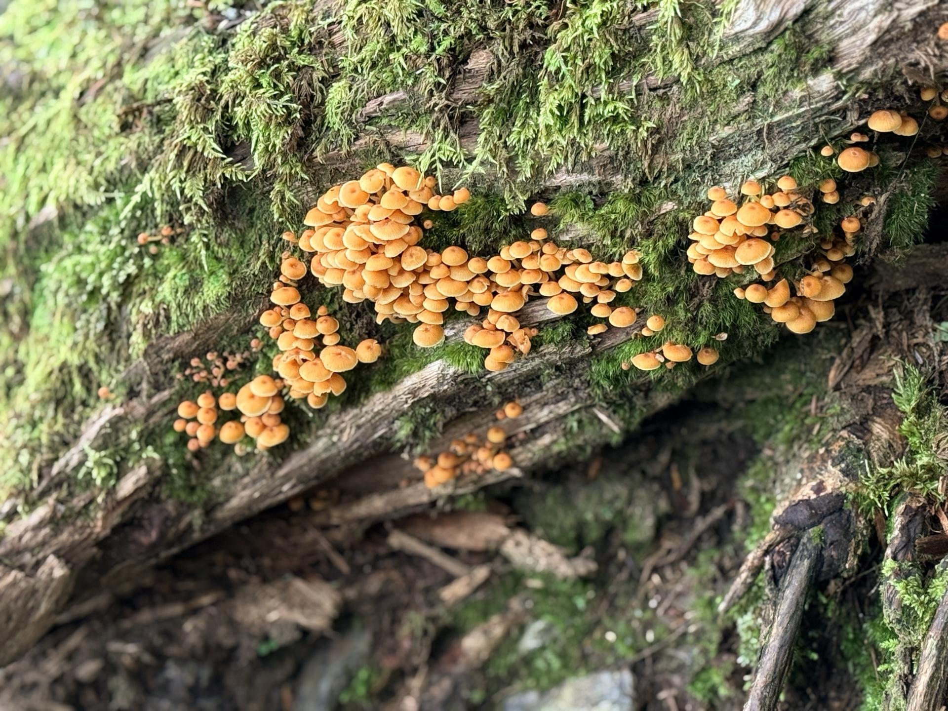 そして、この4番目の標識の足元にはキノコの群生🍄🟫