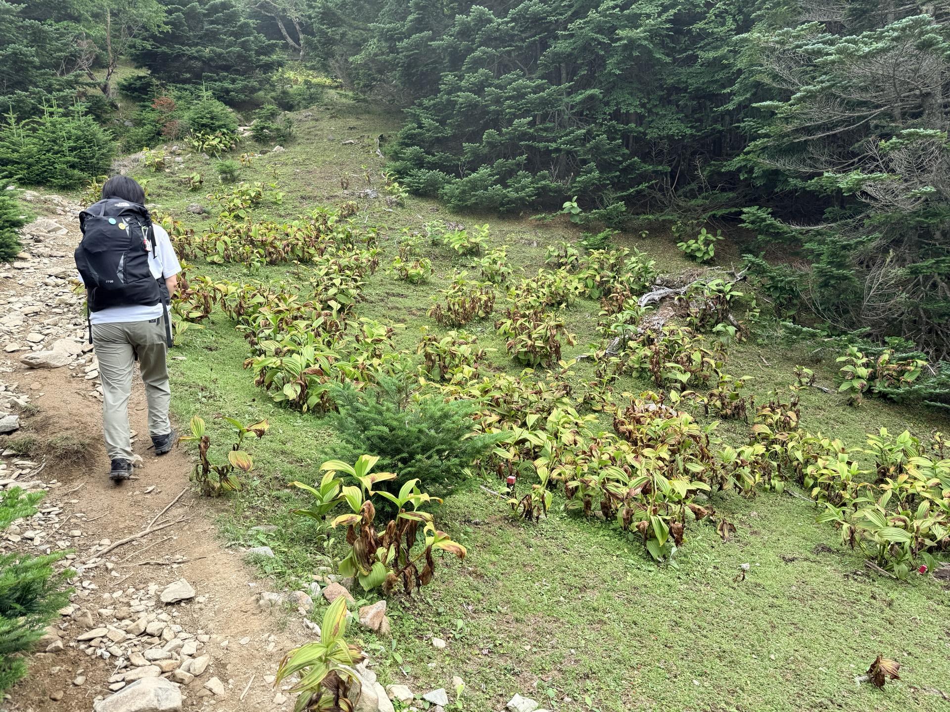 この辺りも全てお花畑だけど、全部食べられてしまっている🦌